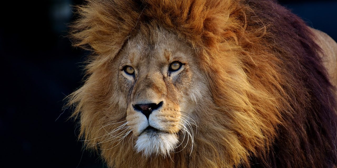 Novela romántica paranormal