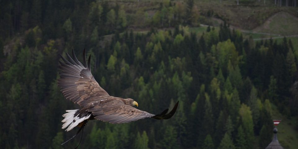 adler-339128_960_720